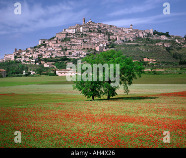 IT - Umbrien: Trevi village Stockfoto