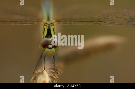 Libelle Makro Stockfoto