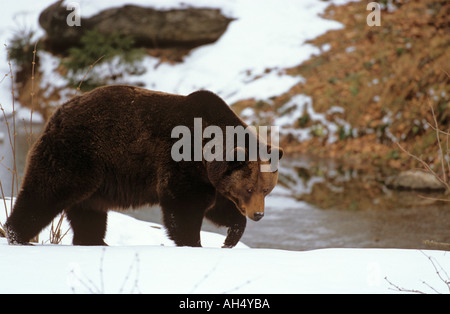 Brauner Bär zu Fuß durch den Schnee / Ursus Arctos Stockfoto