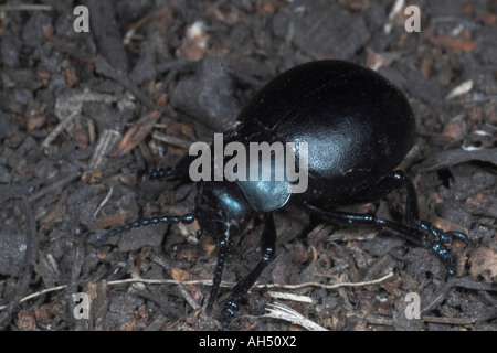 Blutige Nase Käfer Timarcha Tenebricosa. Staffordshire. England Stockfoto