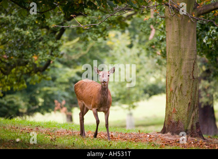 Damwild Stockfoto