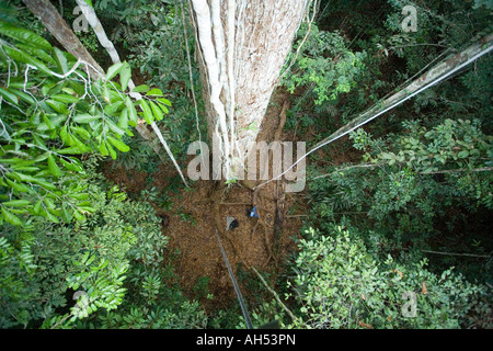 Canopy 50m über den Amazonas-Dschungel Stockfoto