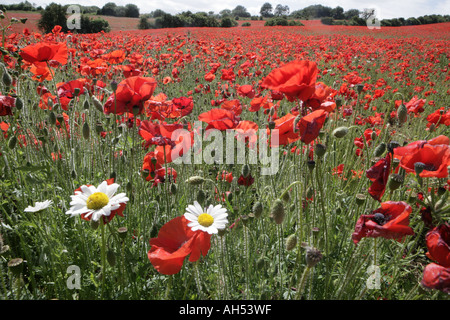 Ein Feld von Mohn in den Cotswolds außerhalb der Ortschaft Syreford Stockfoto