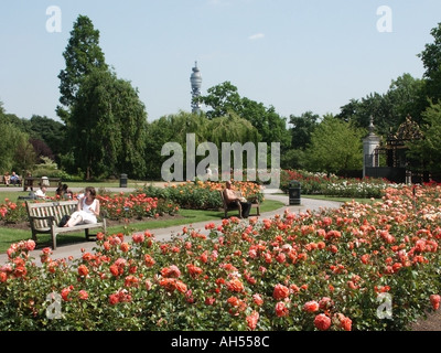 Regents Park London Rosengärten in voller Blüte im Sommer eine ruhige Flucht im Herzen von Central London Telecom Tower über England Großbritannien Stockfoto