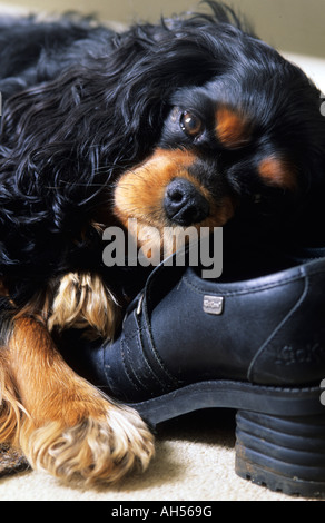 Black And Tan cavalier King Charles Spaniel ruht auf Schuh Stockfoto