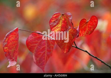 Winterharte Garten Strauch mit großen Herbstlaub Farbe rot-orangen und Gold auf den Blättern Stockfoto