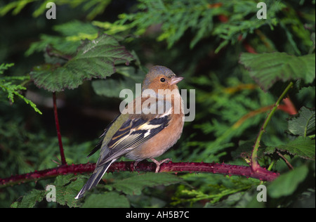 Caffinch Fringilla Coelebs GBI 1001 Stockfoto