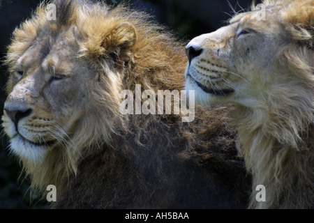 Asiatische Löwen Stockfoto