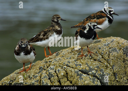 Steinwälzer Stockfoto