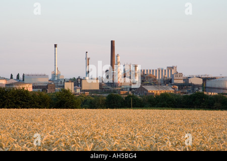 Die britische Rüben Verarbeitung Zuckerfabrik in Bury St Edmunds in Suffolk, UK Stockfoto
