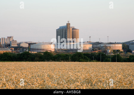 Die britische Rüben Verarbeitung Zuckerfabrik in Bury St Edmunds in Suffolk, UK Stockfoto