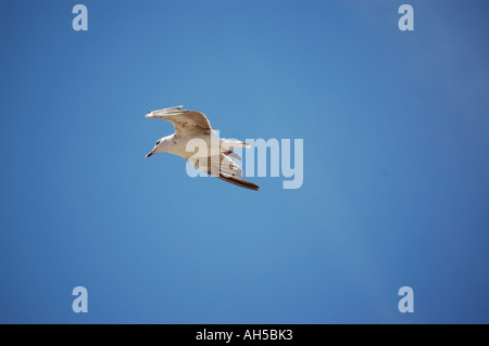 Silbermöwe im Flug an einem warmen Sommertag in Großbritannien. Stockfoto