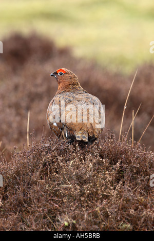 Moorschneehuhn (Lagopus Lagopus Scoticus) männlich stehend auf Heidekraut Rückansicht Kopf drehte sich Regen Stockfoto