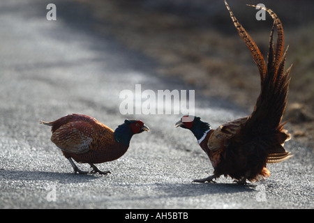 Fasan (Phasianus Colchicus) Männchen kämpfen an einem Punkt der Pattsituation Hintergrundbeleuchtung Stockfoto