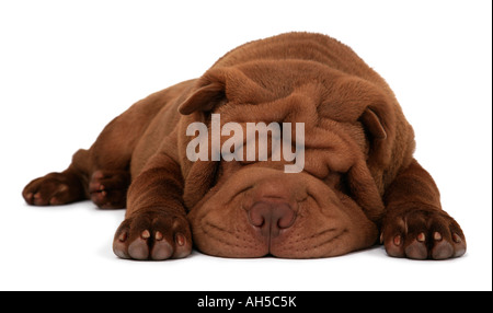 Shar Pei Chinese Shar Pei Sharpei Canis Lupus Familiaris für f Stockfoto