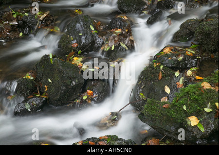 Ein Bach fließt durch Wälder Canonteign fällt Dartmoor National Park Devon Great Britain Stockfoto