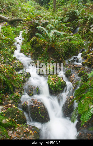 Ein Bach fließt durch Wälder Canonteign fällt Dartmoor National Park Devon Great Britain Stockfoto