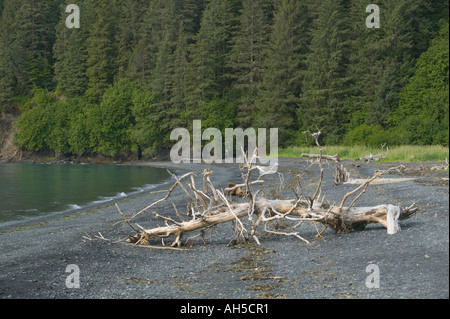 Ein toter Baum an einem Strand mit einem Nadelwald hinter; Resurrection Bay, in der Nähe von Seward, Alaska, USA. Stockfoto