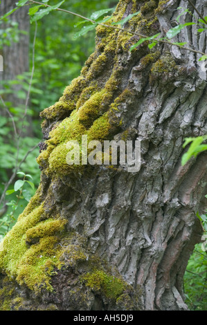 Moos und knorrigen Baumrinde im alten Wald in Alaska Chilkat Bald Eagle Preserve in der Nähe von Haines Alaska USA Stockfoto