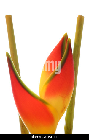 Heliconium Stockfoto