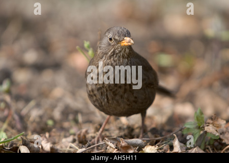 Weibliche Amsel, die auf der Suche nach Würmern, Italien Stockfoto