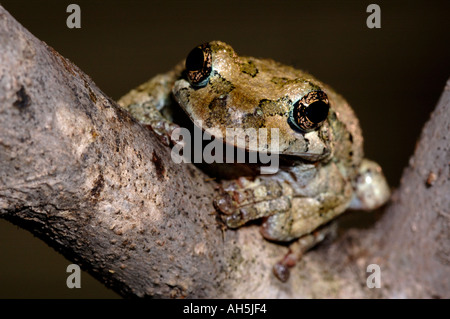 Nördlichen grau Treefrog Laubfrosch Hyla versicolor auf einem Zweig Nordosten der Vereinigten Staaten Stockfoto