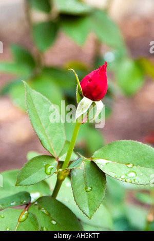 Rosa Mister Lincoln Hybrid Tea Rose Aussergewohnlich Duftende Stockfotografie Alamy