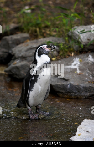 Humboldt-Pinguin Spheniscus Humboldti The Humboldt-Pinguin ist entlang der Küste von Chile und Peru gefunden. Stockfoto