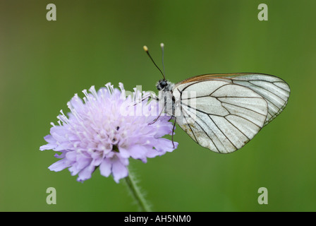 Schwarz-veined White (Aporia Crataegi) ruht auf Feld Witwenblume (Knautia Arvensis) Stockfoto