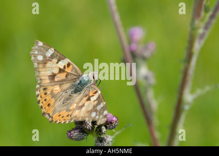 Distelfalter (Vanessa Cardui) auf Distel. Stockfoto