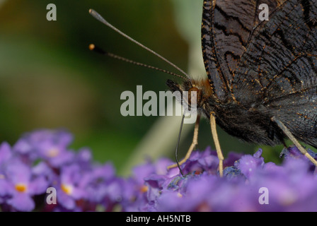 Ein Pfau Schmetterlingen (Inachis Io) Probiscus. Stockfoto