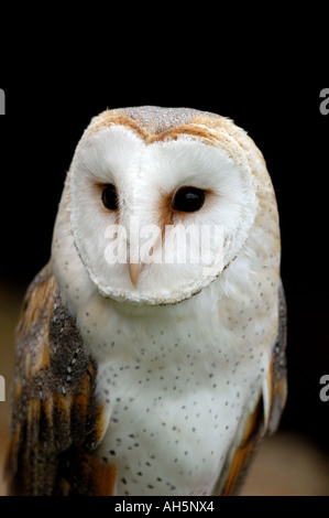 Captive gemeinsame Schleiereule (Tyto Alba)-Porträt. Stockfoto