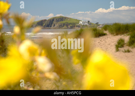 Burgh Island angezeigt durch gelbe Pflanzen Bigbury Devon UK Stockfoto