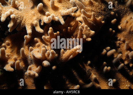 Finger, warfen Leder Korallen (Lobophytum sp) wachsen in tropischen Gewässern, Veligandu, Rasdhoo Atoll, Malediven. Stockfoto