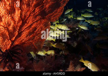 Malediven Süd Ari Atoll Maalhos A glatte Meer Fan Annella Mollis und eine Schule blau abgestreift Snapper Fische Lutjanus Kasmira Stockfoto