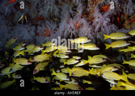 Malediven Süd Ari Atoll Maalhos Schule blau ausgezogen Snapper Fische Lutjanus Kasmira und kratzig weichen Korallen Scleronephthya Sp Stockfoto