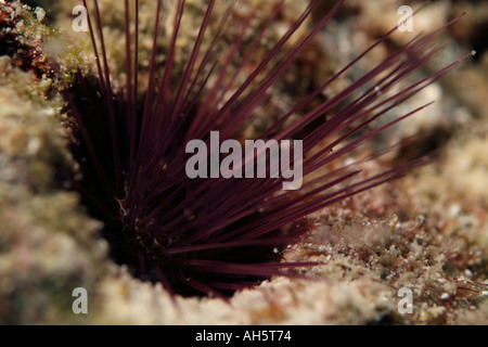 Malediven Süd Male Atoll Bocifushi Wrack Savigny Sea Urchin Diadema Savignyi Stockfoto