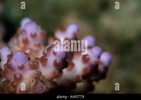 Malediven Süd Male Atoll Bocifushi Wrack A Samoan Koralle Acropora Samoensis Stockfoto