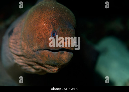 Riesen Muräne (Gymnothorax Javanicus) aus einem felsigen Loch peering Stockfoto