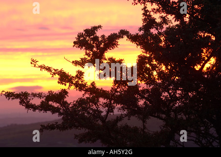 Sonnenuntergang über eine Silhouette Weißdorn Baum über Meavy auf Dartmoor UK Stockfoto