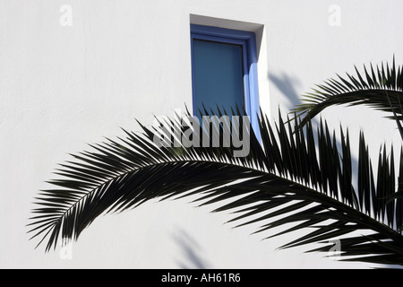 Palme gegen eine weiß getünchte Wand auf der Insel Lefkas in Griechenland Stockfoto