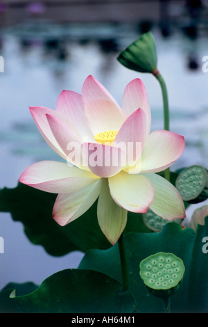 Große, blass rosa und gelbe Seerose und Schoten Nelumbo Lotus in einem Teich Stockfoto