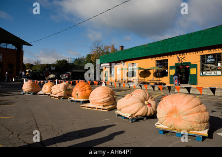 Riesen-Kürbis wiegen Pumpkinfest 2007 Cooperstown New Yorker Stockfoto