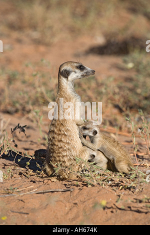 Meerkat Suricata Suricatta Spanferkel junge Kgalagadi Transfrontier Park-Südafrika Stockfoto