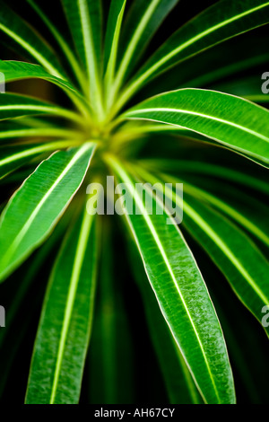 Honig-Wolfsmilch (Euphorbia Mellifera) Stockfoto