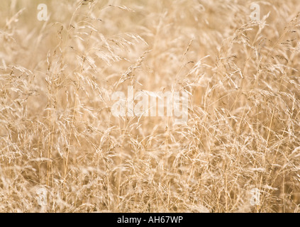 Tussock grass 'Bronzeschleier' Stockfoto