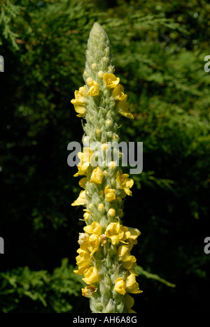 Blühende gelbe Spitze des gemeinsamen Königskerze Verbascum Thapsus Devon Stockfoto
