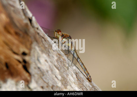 Weibliche vagrant Darter sitzen in der Sonne (Sympetrum Vulgatum, weiblich) Stockfoto