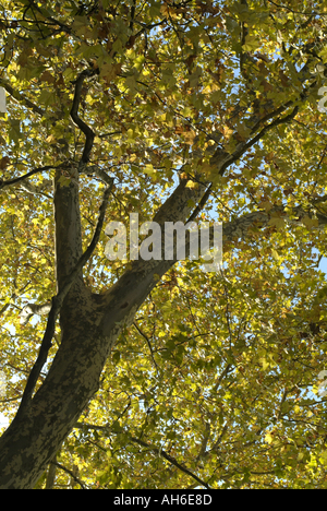 Frankreich Isere Ruy bunte Bäume im Herbst Stockfoto