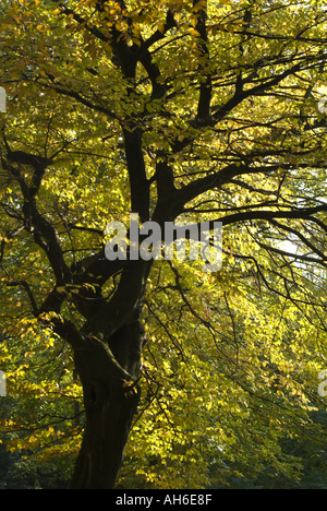 Frankreich Isere Ruy bunte Bäume im Herbst Stockfoto